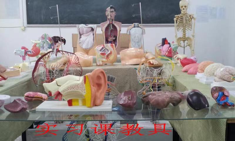 全套人體解剖模型
